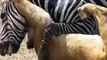 Loin prying Zebra - Nature Video