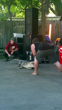 Un Alligator mord son dresseur pendant une démo au Spring Crawfish Festival