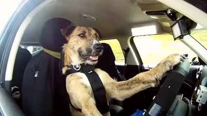 Un chien conduit une MINI cooper!