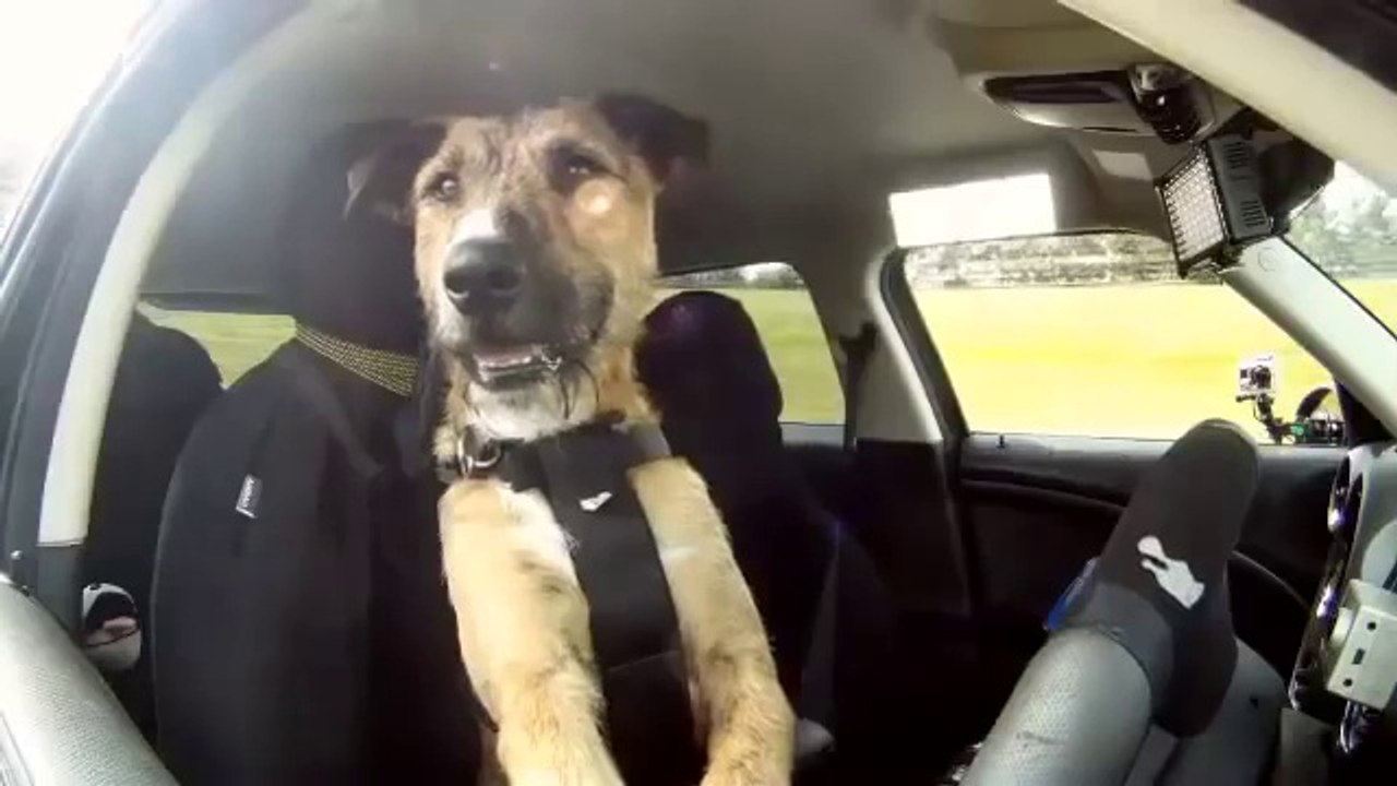 The Worlds First Driving Dog in a MINI.