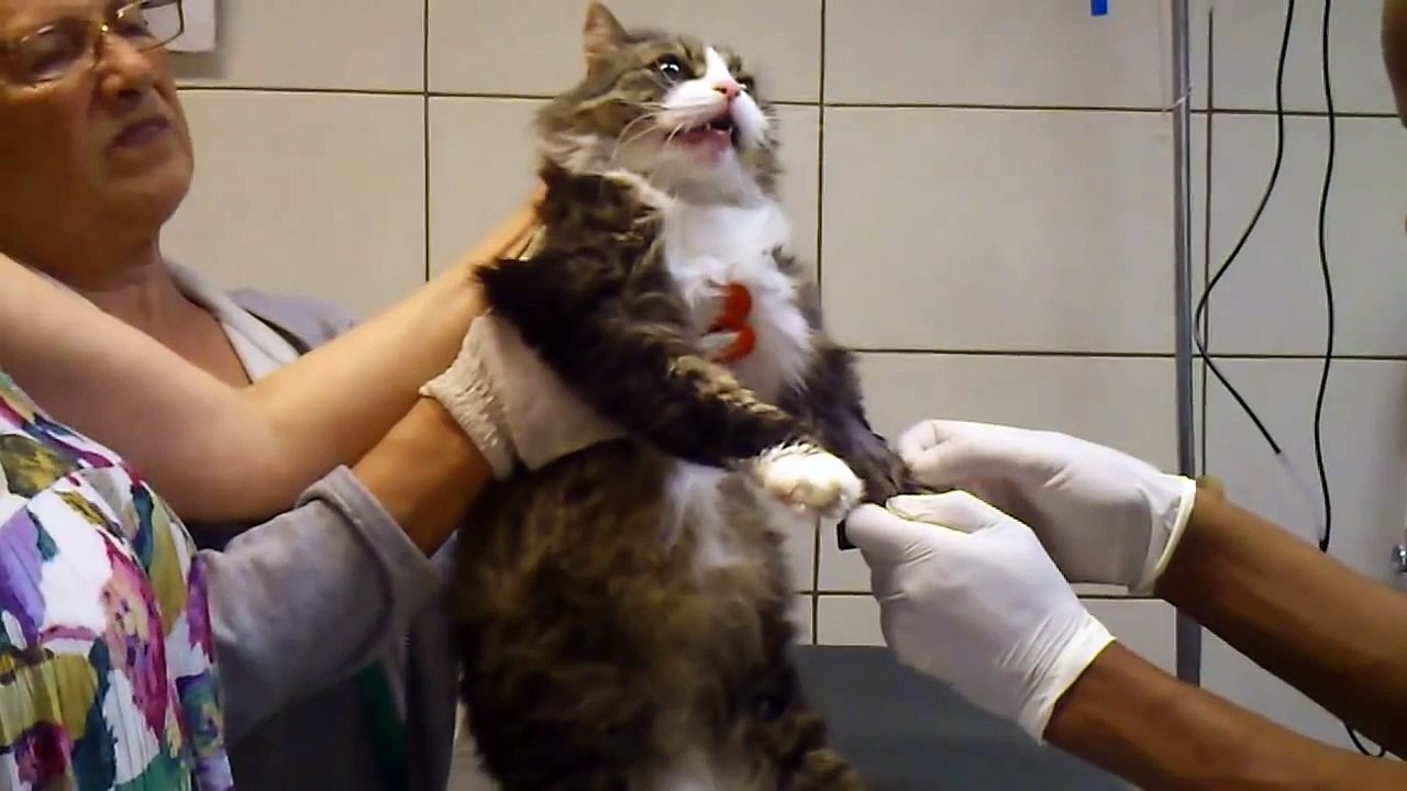 kot kontra  weterynarz , cat vs vet