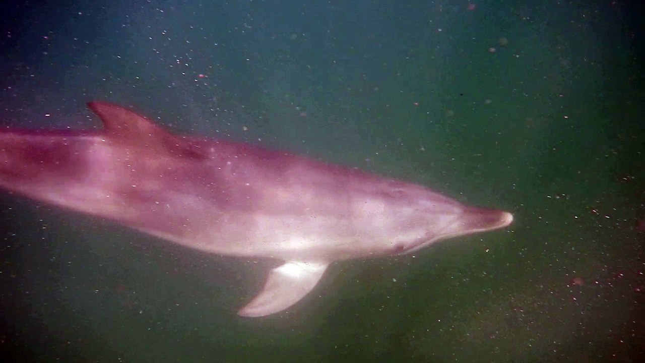 Dolphins Bunbury (1)