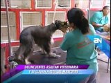 El colmo. Delincuentes asaltaron veterinaria y se llevan incluso a las mascotas