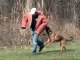 Guard dog Attack training German Shepherd/Malinois k9-1.com