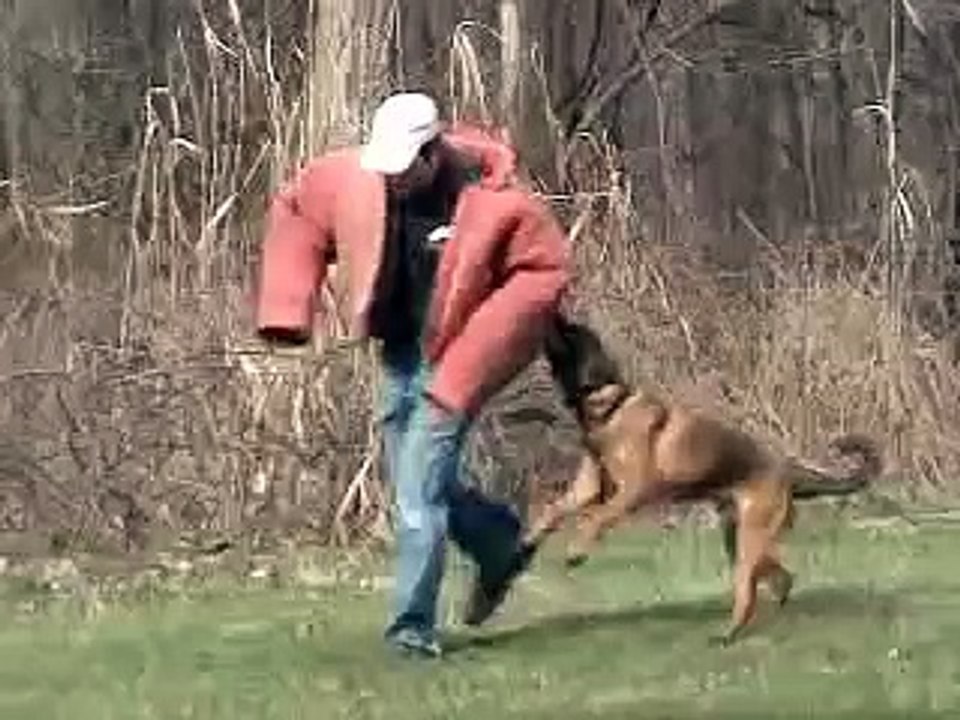 Guard dog Attack training German Shepherd/Malinois k9-1.com