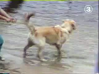 Hund nimmt Kind mit