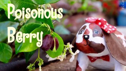 Stop Motion Animation-Poisonous Berry
