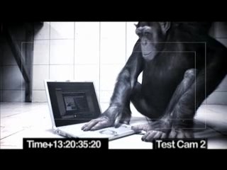 malin comme un singe