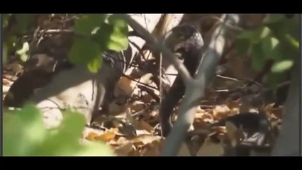 King Cobra vs Mongoose Fight | Fierce Battle