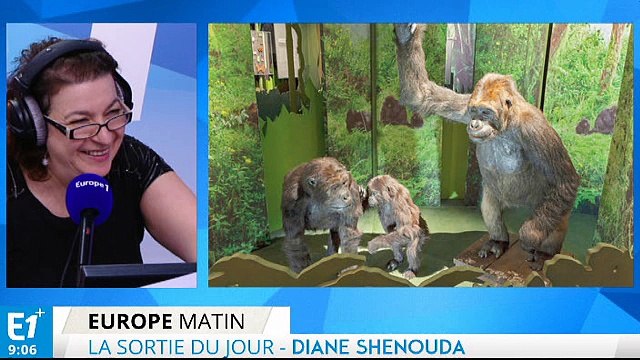 Les Grands Singes au Muséum à Paris