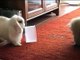 Funny bunnies don´t feel like dancing