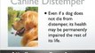 Canine Distemper - Dog Distemper - Dog Symptoms and Diseases