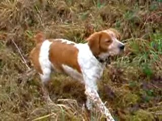 Epagneul Breton  en arrêt