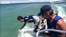 Tagging and surfing with a sea turtle!  Extreme animals - BBC wildlife