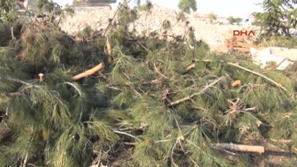 Sakarya'da Yeni Hastane Binası İçin 100 Ağaç Sökülüp Kesildi