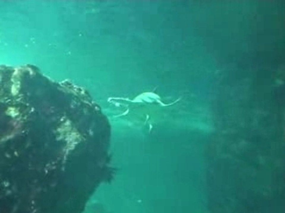 Oceanopolis de Brest