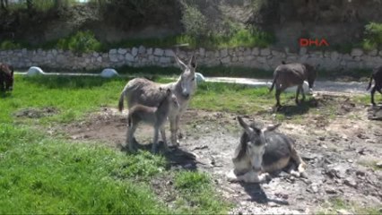 Denizli Hasta Annesi İçin Eşek Sütü Çiftliği Kurdu