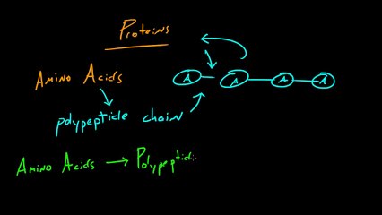 Biology Lecture - 11 - Proteins