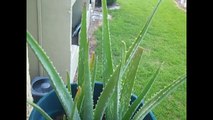 Aloe Vera Psoriasis Treatment