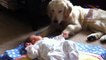 Dogs and cats protecting babies   Funny baby dog video