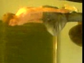 Flo' on the Dancefloor*