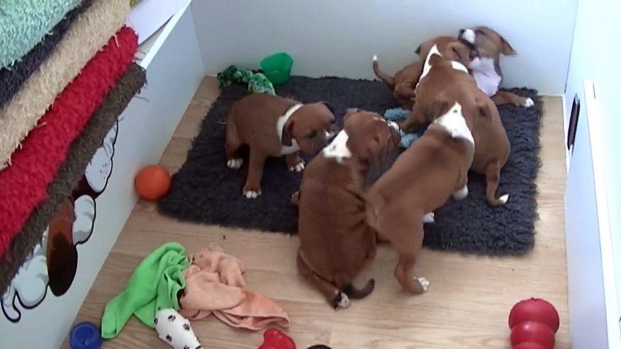 108ème vidéo Staffordland JOYA et ses demi-frères & demi-soeurs