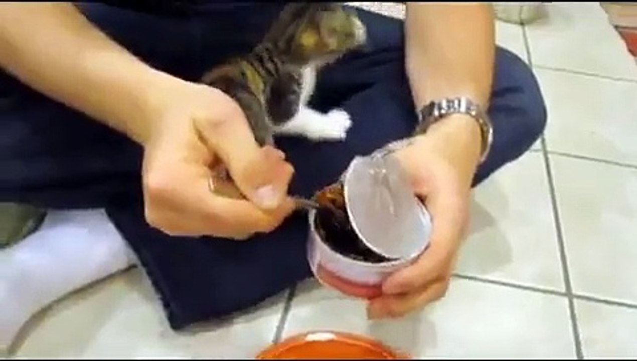Un chaton pas partageur
