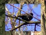 Seregély - Starling (Sturnus vulgaris)