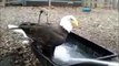 Patriot the Bald Eagle Takes a Bath