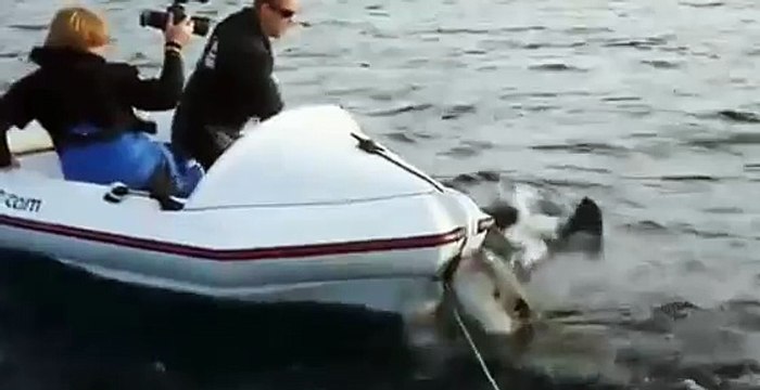 TERRIFYING! Great White Shark Attacks New Zealand Film Crew In Tiny Boat