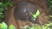 Superb !!! Villagers rescued baby elephant in India