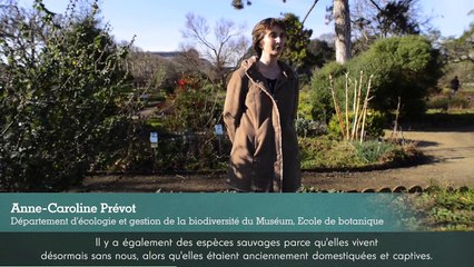 Une jungle dans ma ville