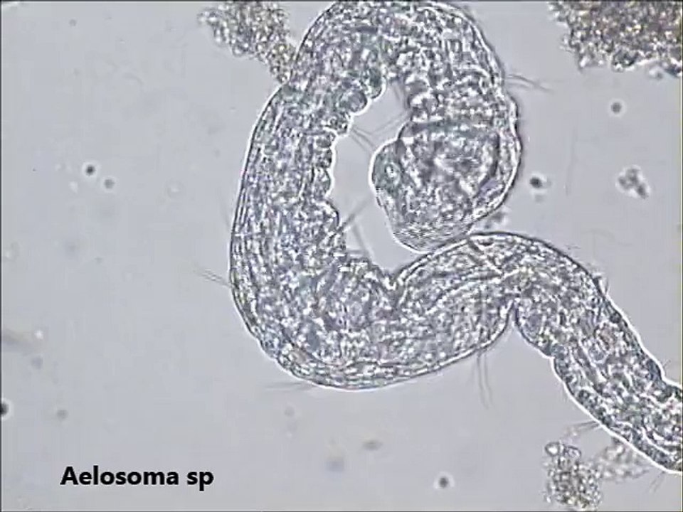 Aelosoma sp