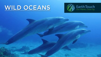 Playful dolphins and a zebra shark