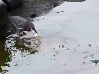 very smart bird