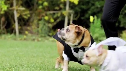 John Legend Adorably Serenades His Dogs At Their Very Own Wedding