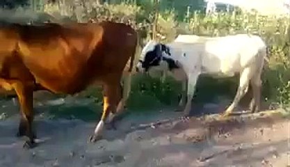 VID-20150222-WA0000.mp4