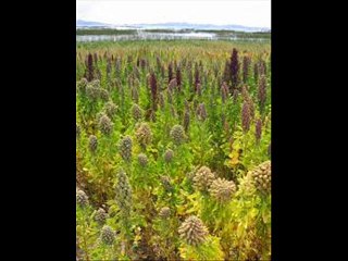 Quinoa (Keenwah) ki production technology Dr.Ashraf Sahibzada