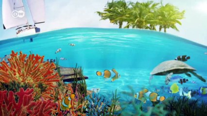 Brasil: el pez loro, defensor del arrecife | Global 3000