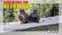 Ayubia National Park Wild Monkeys