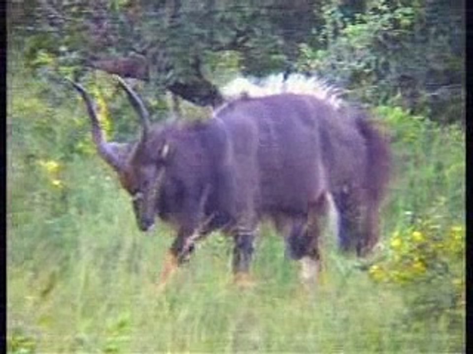 Nyala
