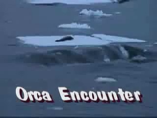 Orcas Hunting (Full)