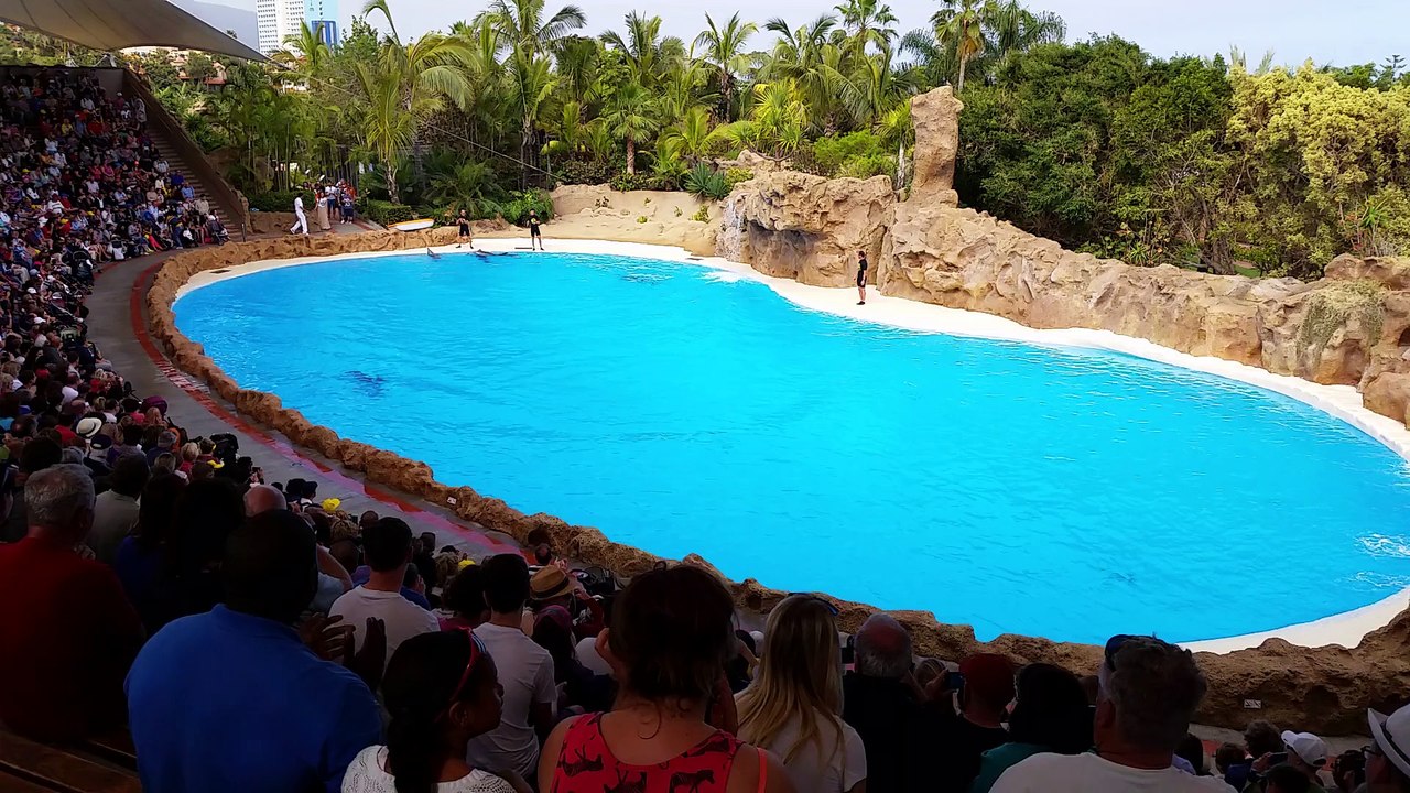 Dolphin Show - Tenerife