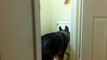 Un chien filmé en train d'utiliser les WC