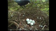Crow attacks Sparrowhawk nest at Royal Botanic Garden Edinburgh