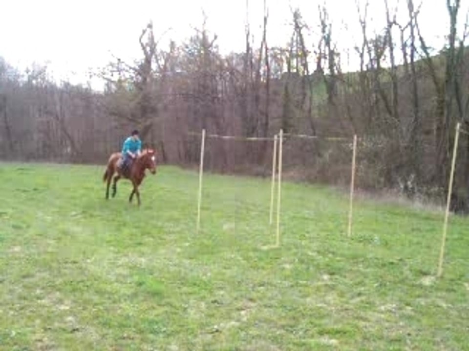 Branches basses + haie 2