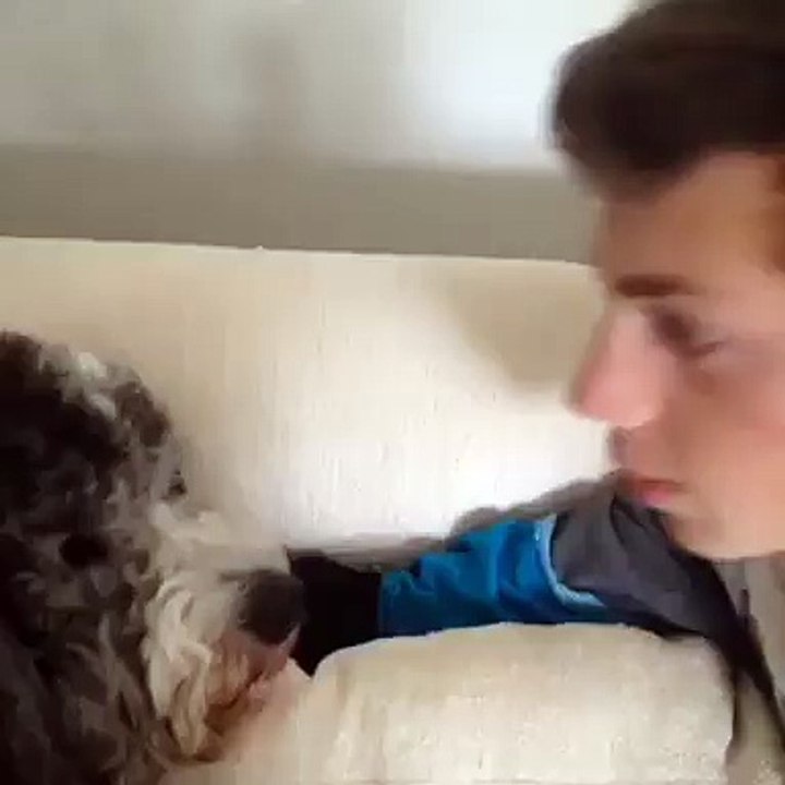 dog slap funny