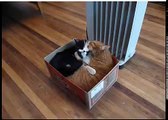 Cats love heat!  Кошки любят тепло!