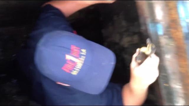 Firefighter rescues ducklings by playing duck quack ringtone