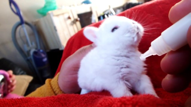 Me hand feeding one of our baby bunny rabbits